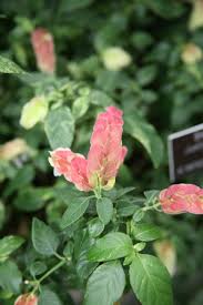 Image result for Acanthaceae