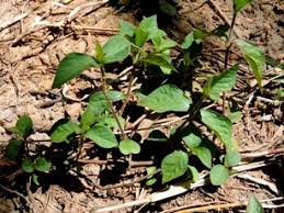 Image result for Pycreus mundtii