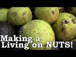 He rarely has anything to do with the family any more. Busting Nuts Everything You Need To Know Black Walnuts As Wild Edible Survival Food Youtube