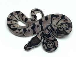 Axanthic Black And White Ball Python Enchi Vpi Axanthic Ball Python For Sale Pythons For Sale Ball Python Reptile Store
