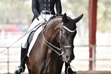 Capistrano August Dressage Show
