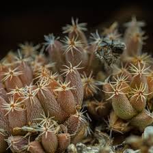 Image result for Dipcadi marlothii