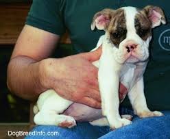 It likely won't do much harm, but it will best for your pup's future not to skip a grade in school. Stages Of Puppy Development Whelping And Raising Puppies
