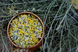 Image result for Helichrysum globosum