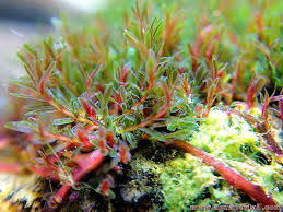 Image result for Podostemaceae