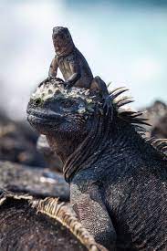 Galapagos Marine Iguana And Its Baby Https Ift Tt 2srab4g Planet Earth Ii Marine Iguana David Attenborough Planet Earth