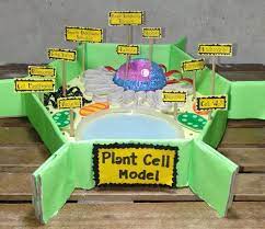 Animal and plant cell biography. Eukaryotes Plant Cell Model Using Recycled Materials Cell Model Plant Cell Model Plant Cell