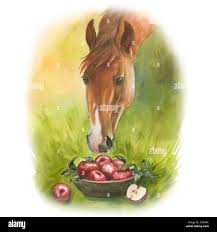 Watercolor illustration portrait red horse eating apples from basket Stock  Photo - Alamy
