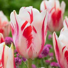 Sweet Sorbet Tulip Bulbs 16 Count Walmart Com Bulb Flowers Flower Landscape Tulips