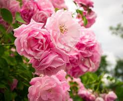 Image result for Rosa