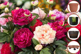Mar 25, 2020 · planting your peony in a pot 1. How To Grow Peonies In Pots Garden Tabs