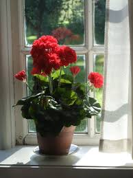 Pin On Geranium
