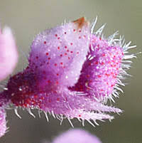 Image result for Syncolostemon linearis