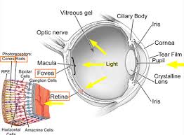 Check spelling or type a new query. The Eye Rods And Cones Biology Notes For Igcse 2014