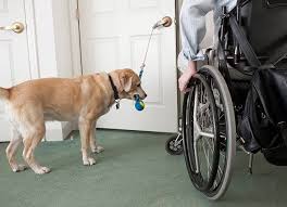 Current Laws For Emotional Support Pets And Service Pets Petmd Assistance Dog Service Dogs Dog Organization