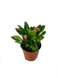Image result for Euphorbia kilwana