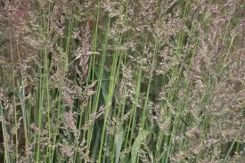 Image result for Agrostis taylorii