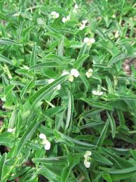 Image result for Commelina africana