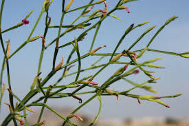 Image result for Canscora