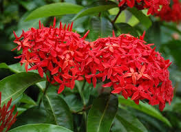 Find your favorite and let it grow in your very own lawn. 22 Best Flowers For Full Sun Heat Tolerant Flowers For Containers Page 2 Of 2 Balcony Garden Web