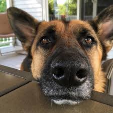 Cutie German Shepherd Georgie German Shepherd Puppies German Shepherd Dog Breeds