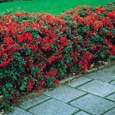 Pyracantha Shrub Northern Beauty Evergreen Giardino Fiori Piante