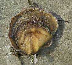 Et peut être même pas assez avec 2 kilos ! Peche Aux Huitres Sauvages Sur Les Cotes De France