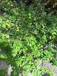 Image result for Clutia pulchella