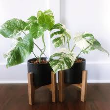 Pin On Indoor Plant Love
