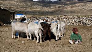 Women on the frontier butcher their own chickens подробнее. India China Border Dispute Killing Thousands Of Pashmina Goats Asia Pacific News Al Jazeera
