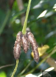 Image result for Dioscorea alata