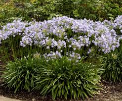 Image result for Agapanthus codii