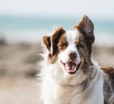 Maybe you would like to learn more about one of these? Bordercollietalk Com Page 3 Of 5 Experience Reviews Solutions