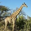 C'est article sur malvorlage giraffe einfach. 1