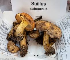 Image result for Suillus subaureus