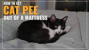 How To Get Cat Pee Out Of A Mattress Simple 9 Step Guide Cat Pee Cat Pee Mattress Cats