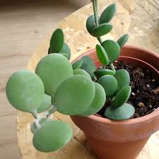 They grow alternately on cylindrical stems with curly tendrils and the occasional cluster of. Xerosicyos Danguyi Silver Dollar Plant Cuttings Cactusplaza Com