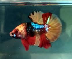 Nice Multi Colors Betta Fish 5 Months Old Betta Fish Bettafish Betta Fish Fish Pet Fish