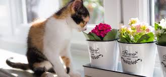 Weitere tipps zur suche einer weggelaufenen katze Eine Katze Zuhause Willkommen Heissen Perfect Fit