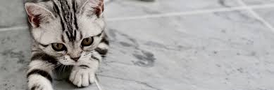 Just like humans, the biggest concern about bacon for cats is the extremely high amount of salt. Healthy Cat Food 2021 6 Best Natural And Organic Choices For Your Kitty