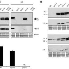 Akai mpc software unlock keygen · akai mpc studio software download windows 10 · akai mpc studio software · akai pro mpc essentials download. Lipoic Acid Production Defects In Mpc Mutant Strains A To B Protein Download Scientific Diagram