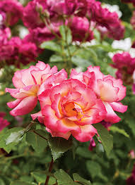 Rose garden home mission located at 2040 madison avenue, covington, ky. Create A Beautiful Rose Garden Garden Gate