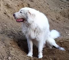 Recensione sul pastore maremmano abruzzese, di emanuele artibani review of the maremma sheepdog by emanuele artibani. Club Del Cane Da Pecora D Abruzzo O Pastore Abruzzese Posts Facebook
