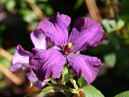 Clematis viticella polish spirit, masses of flower late summer, good climber and all round performer. Clematis Polish Spirit Clematis Viticella Polish Spirit Baumschule Horstmann