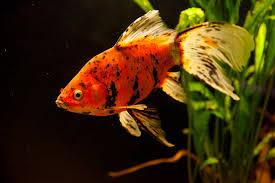 Home freshwater fish shubunkin goldfish: 12 Compatible Goldfish Tank Mates Build Your Aquarium