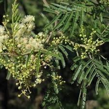 Image result for Acacia mearnsii
