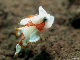 Anglerfish Antennariidae Colors And Shapes Of Frogfishes Camouflage Mimikry Changing Colors Locomotio Ocean Creatures Life Under The Sea Sea Animals