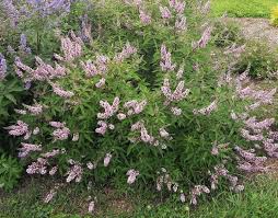Image result for Vitex patula