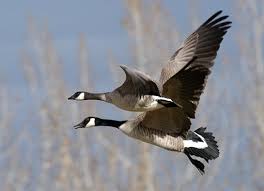 We did not find results for: The National Bird Of Canada Would Be Bird Bird Watching Canadian Goose