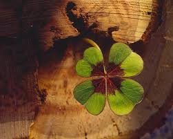 Image result for Oxalis tetraphylla